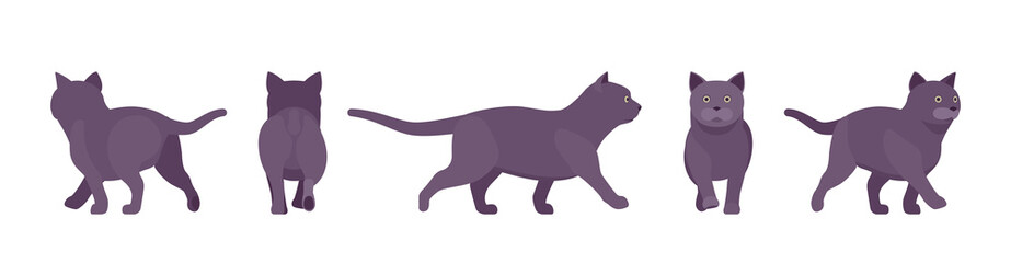 Black Cat walking. Active healthy kitten with dark, gray colored fur, cute funny pet, mystic bad luck omen. Vector flat style cartoon illustration isolated on white background, different views