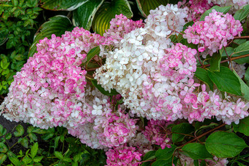 Flowering shrubs Hydrangea paniculata