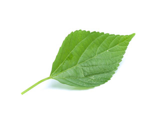 Obraz premium green leaf isolated on a white