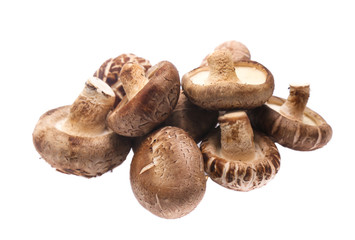 Shiitake mushroom on the White background