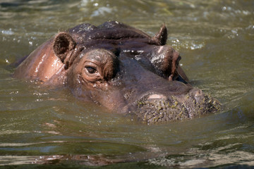 Hipopotamo asulto en el agua