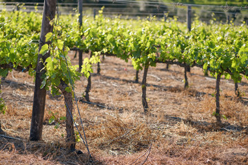 Rows of vines with new spring growth.