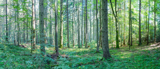 Green forest. Ukraine