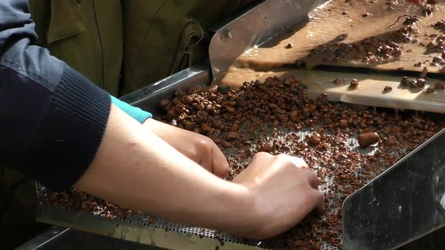 gold mining. Washing sand in water to obtain precious metal.