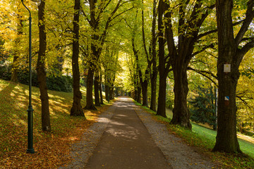 Magical tunnel and pathway through a thick forest glowing by sunlight. The path framed by bushes. Dramatic and gorgeous scene.
