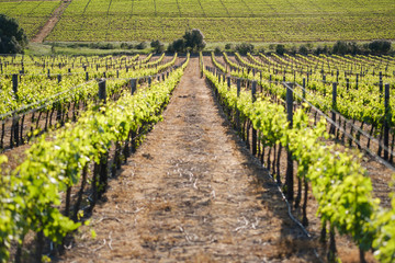 Fototapeta na wymiar Perfect spring grape vines in symmetrical vineyard scene with blurred foreground.