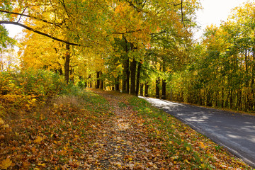 Fototapeta premium Magical tunnel and pathway through a thick forest glowing by sunlight. The path framed by bushes. Dramatic and gorgeous scene.