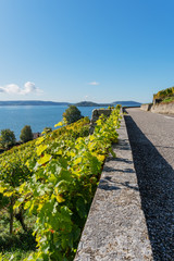 Herbstlich gefärbter Weinberg - Rebenweg von Biel nach La Neuveville - Herbst in der Schweiz am Bielersee