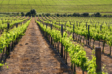 Fototapeta na wymiar Vineyards in spring, with new green leaves on a sunny day.