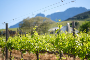Fototapeta na wymiar Spring growth on grape vines with farm cottage and mountain background.