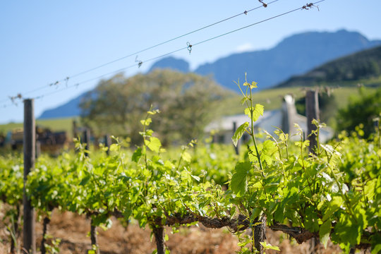 Spring growth on grape vines with farm cottage and mountain background.