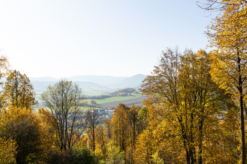 Fototapeta premium Panorama of a path through a lush green summer forest