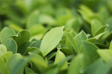 Closeup nature view of green leaf   under sunlight. Natural green plants landscape using as a background or wallpaper