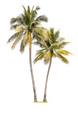 Isolated of couple coconut trees on white background.