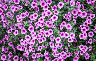 Fototapeta premium blooming bush of pink petunia