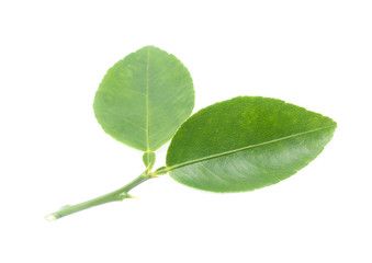 Obraz premium Fresh lemon leaves isolated over white background