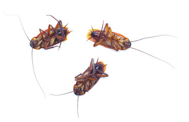 COCKROACH WHITE ISOLATED BACKGROUND