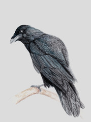 Fototapeta premium black bird on white background