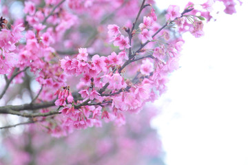 Vintage sakura or cherry blossom