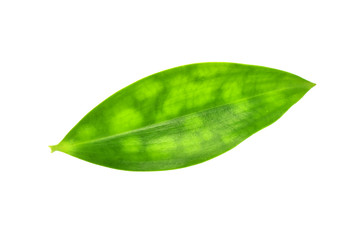 Naklejka na ściany i meble green leaf with water drops isolated on white background