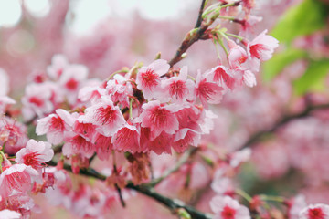 Vintage sakura or cherry blossom