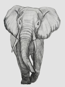 gray elephant on white background