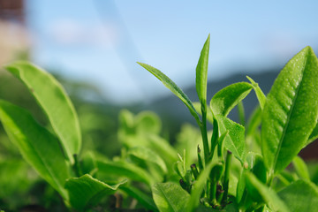 Fresh tea  leaves.