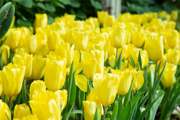 Naklejka premium Tulip flowers in garden nature background