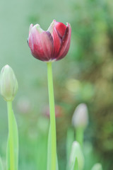 Tulip flowers  in garden nature background