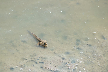 mudskipper life mongrove forest bad environment
