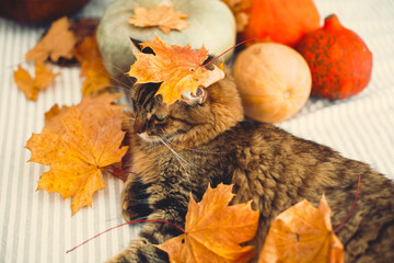 Cute tabby cat playing with autumn leaves, lying on rustic table with pumpkins. Thanksgiving or...