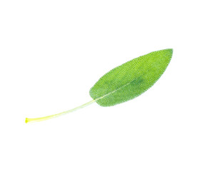 Sage leaves isolated on white background