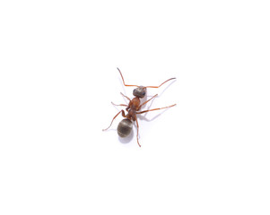 One little ant.