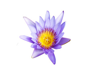 lotus on white background