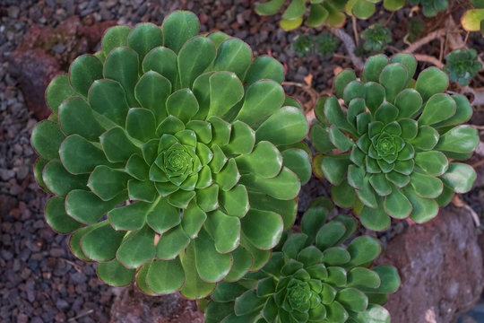 Aeonium Arboreum top view. Green plant of Portugal