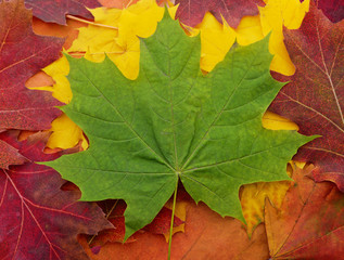 Green maple leaf on a yellow and red leaves.