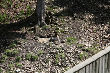 Obraz premium animales varios 