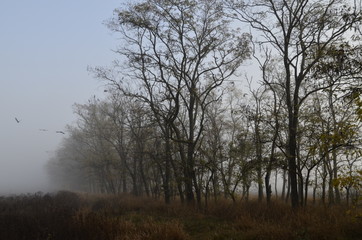 misty autumn morning in the steppe