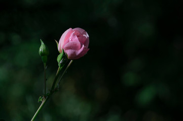 pink rose bud