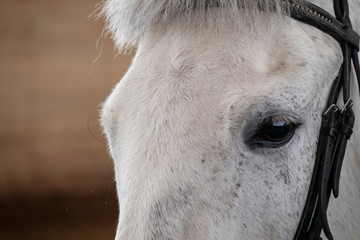 Close-up of the horse's face .