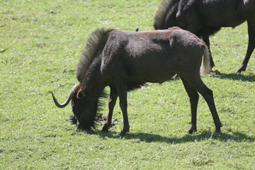 animales varios 