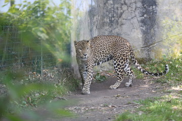 animales varios  © Miguel