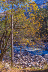 Bright autumn yellow by the wild mountain riverside with stones and blue water