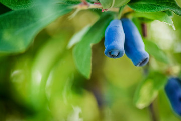 Blue honeysuckle branch in summer garden. Honeyberry, Blueberry, Lonicera kamtschatica