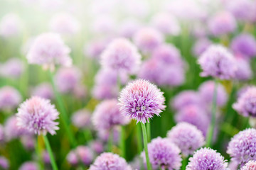 Purple chives plant in summer garden. Perfect healthy herb flowers. Chive blossom in back light.