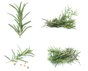 rosemary isolated on white background (Mix, set , collection)