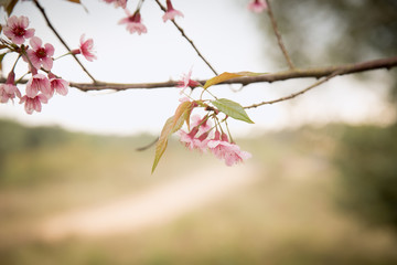 Beautiful cherry blossom or sakura in spring time over  sky