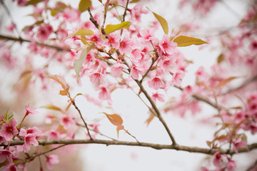 Beautiful cherry blossom or sakura in spring time over  sky