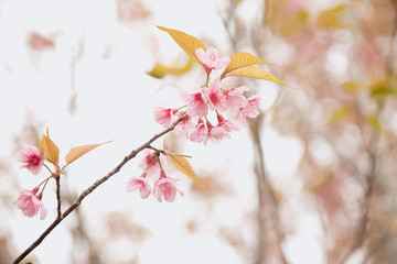 Beautiful cherry blossom or sakura in spring time over  sky