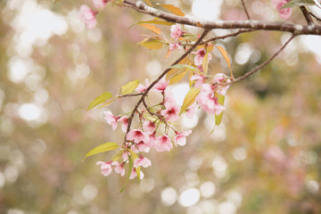 Beautiful cherry blossom or sakura in spring time over  sky